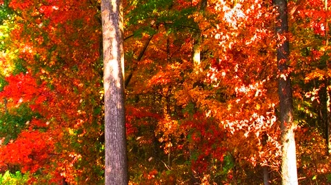 Falling Autumn Leaves Video stock 904763