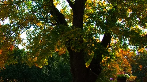 Falling Autumn Leaves Stock Footage 905191