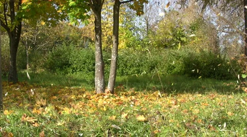 Falling autumn leaves 스톡 동영상 1509855