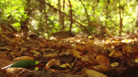 Falling autumn leaves Stock-Footage 32070407