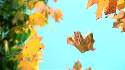 Falling autumn leaves Stock-Footage 55798674