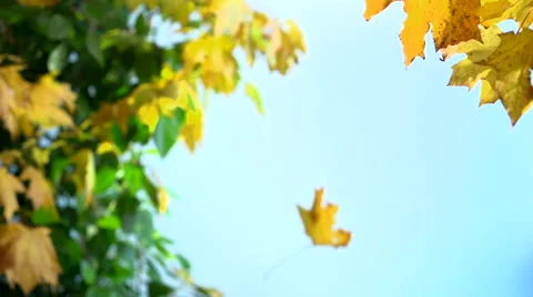 Falling autumn leaves Stock-Footage 55798716