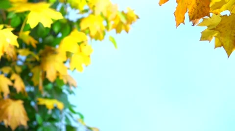 Falling autumn leaves Stock-Footage 55799752