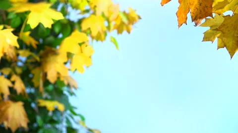 Falling autumn leaves Stock-Footage 55898523