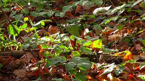 Falling Autumn Leaves Stock-Footage 69072737