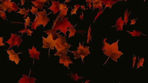 Falling autumn leaves Stock Footage 82799971