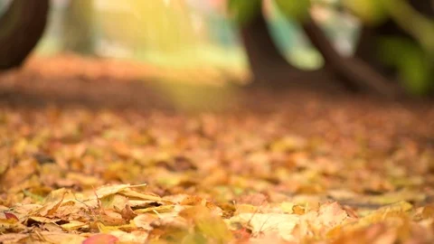Falling Autumn Leaves Stock Footage 98978802