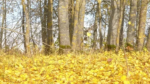 Falling autumn leaves Stockbeeldmateriaal 117406989