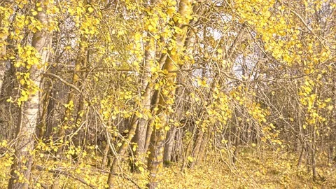 Falling autumn leaves 스톡 동영상 117407430