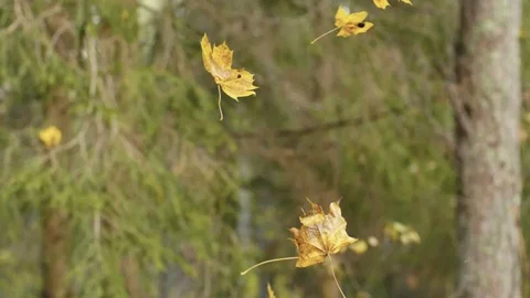 Falling autumn leaves Stockbeeldmateriaal 117766729