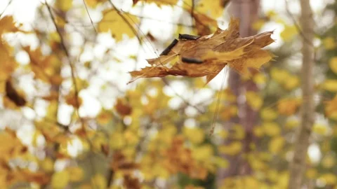 Falling autumn leaves Stockbeeldmateriaal 117766736