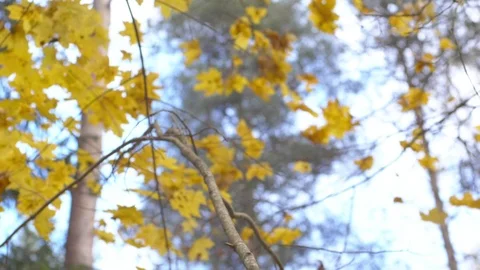 Falling autumn leaves Stockbeeldmateriaal 117766812