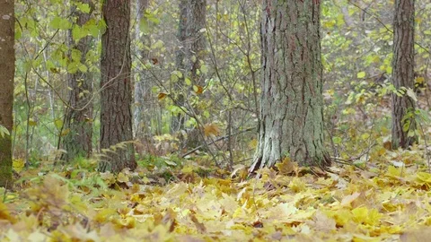 Falling autumn leaves 스톡 동영상 117766908