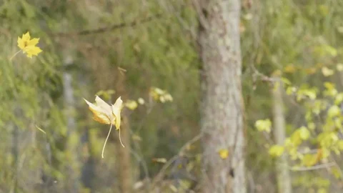 Falling autumn leaves 스톡 동영상 118086350