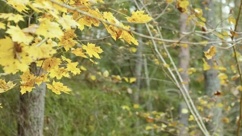 Falling autumn leaves 스톡 동영상 118086379