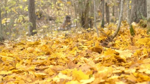 Falling autumn leaves 스톡 동영상 118163123