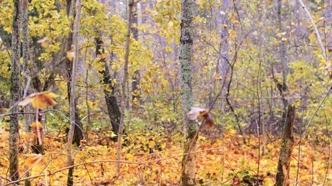 Falling autumn leaves 스톡 동영상 118163131