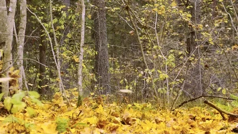 Falling autumn leaves 스톡 동영상 118163133