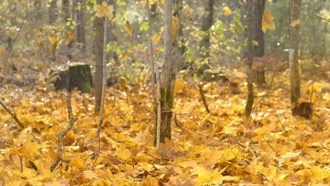 Falling autumn leaves 스톡 동영상 118163162