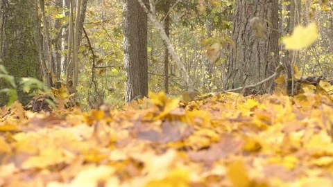 Falling autumn leaves 스톡 동영상 118433815