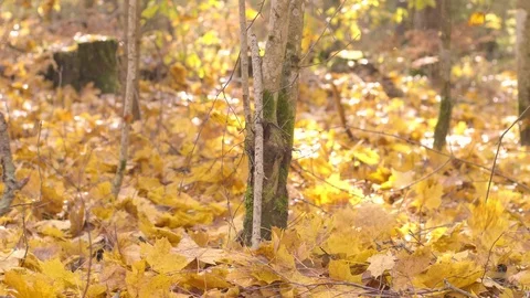 Falling autumn leaves 스톡 동영상 118433866