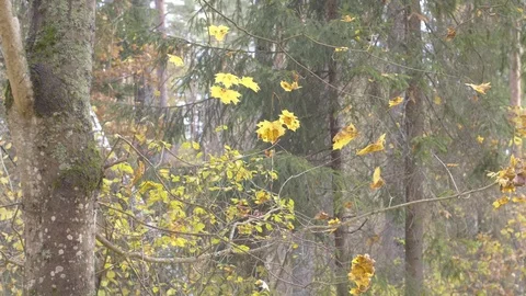 Falling autumn leaves 스톡 동영상 119064434