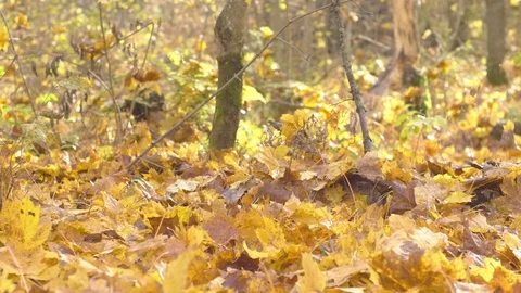 Falling autumn leaves 스톡 동영상 119064460