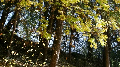 Falling autumn leaves Stock Footage 142820519