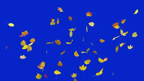Falling Autumn Leaves Stock Footage 143561294