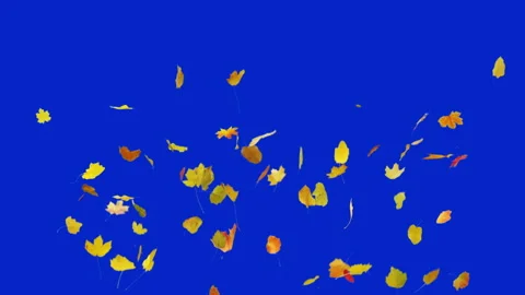 Falling Autumn Leaves Stock Footage 143561334