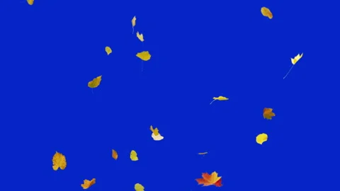Falling Autumn Leaves Stock Footage 143561594