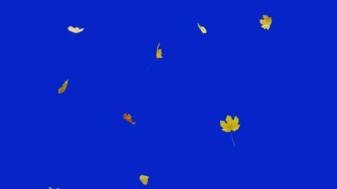 Falling Autumn Leaves Stock Footage 143562505