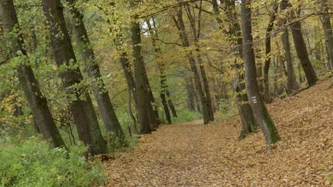 Falling autumn leaves  Stock Footage 254713605