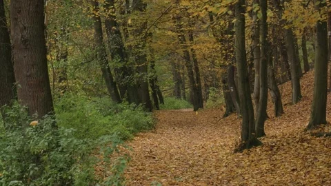 Falling autumn leaves Stock Footage 254713606