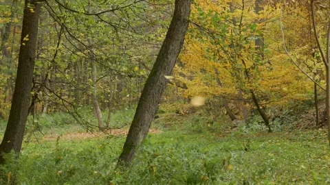Falling autumn leaves  Stock Footage 254713607