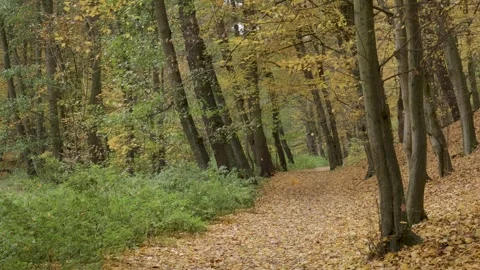 Falling autumn leaves  Stock Footage 254713754