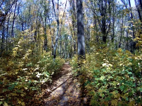 Falling autumn leaves in the forest Stock Footage 99742766