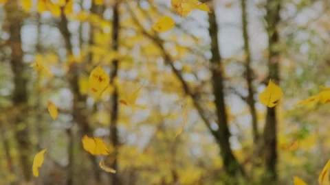 Falling autumn leaves in a forest Stock Footage 301182381