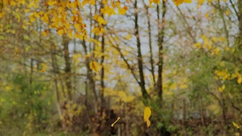 Falling autumn leaves in a forest Stock Footage 301183176
