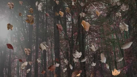 Falling autumn leaves in the forest, realistic nature Background 库存影片 283640002