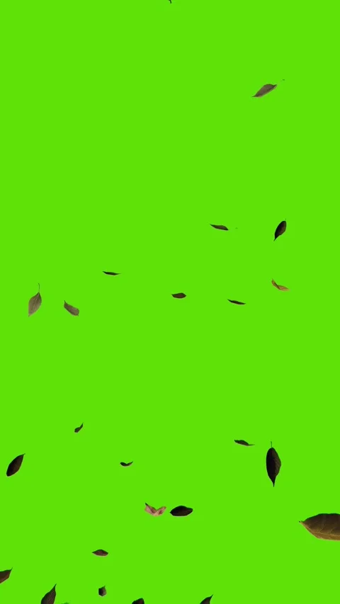 Falling autumn leaves on a green background Stock Footage 285667791