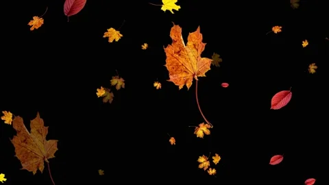 Falling autumn leaves. Isolated fall fol... | Stock Video | Pond5
