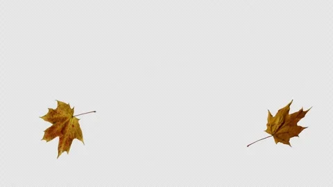 Falling Autumn Leaves Loop on Transparent Background Stock Footage 320357031