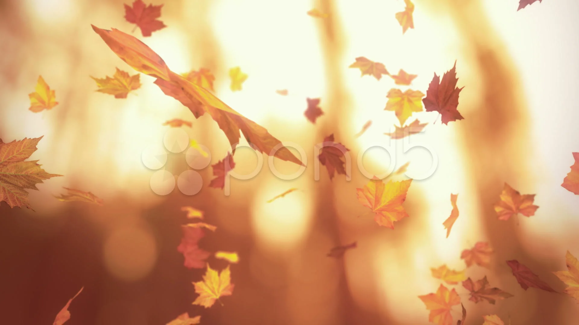 Falling autumn leaves - looped 3D animat... | Stock Video | Pond5