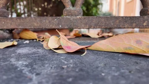 Falling autumn leaves over rustic surface Vídeos de archivo 322799032