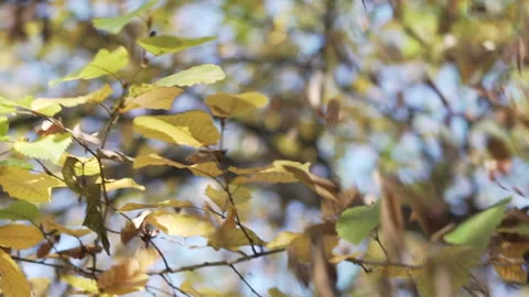 Falling autumn leaves in slow motion Stock Footage