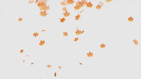 Falling autumn leaves from top to bottom on transparent background 動画素材 321006600