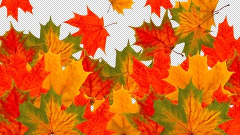 Falling autumn leaves transition element rendered with alpha channel Stock Footage 160961195