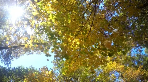 Falling autumn leaves from a tree Stock-Footage 56050254