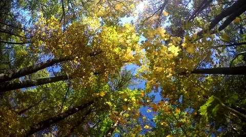 Falling autumn leaves from a tree, slowmotion Stock Footage 56050201